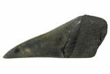 Partial, Fossil Megalodon Tooth Paper Weight #144433-1